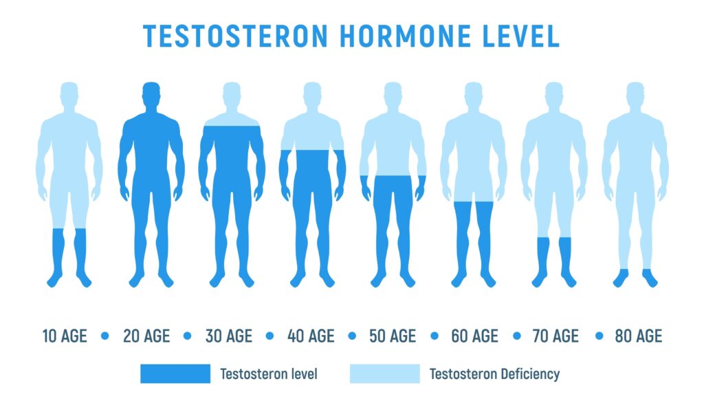 increase testosterone